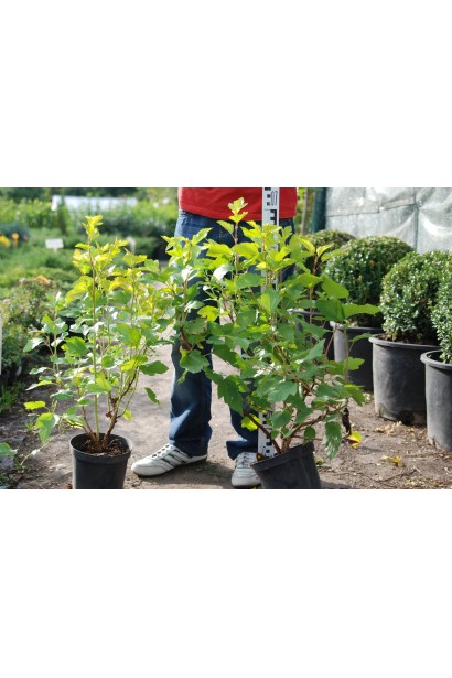 Саджанці в садовому центрі