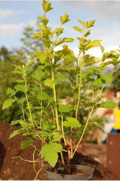 Саджанці Дартс Голд у контейнері для посадки у саду.