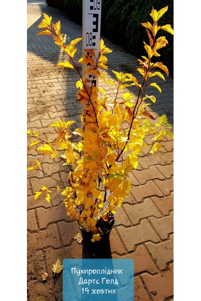 Пухироплідник калинолистий Дартс Голд - 3-5л/вис.50-80см/Ø45-55см