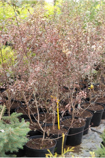 Саджанці сливи хессея в садовому центрі