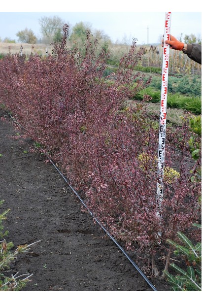 Слива розчепірена Хессея