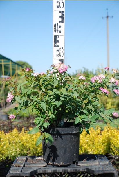 Спірея японська Широбана - 3л/вис.30см/Ø30-40см