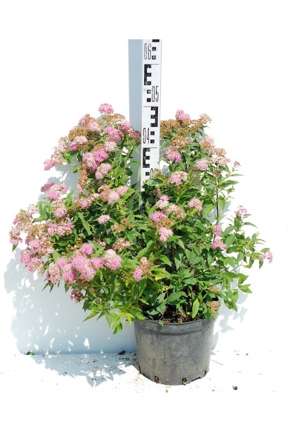 Декоративна спірея Shirobana із компактною формою.