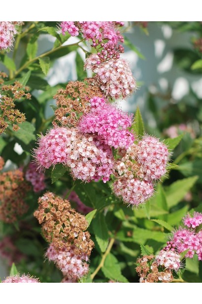 Різнобарвне цвітіння спіреї Широбана привертає увагу.