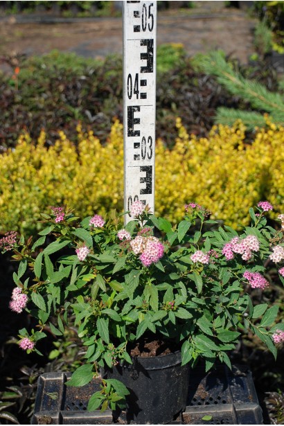 Spiraea japonica Shirobana