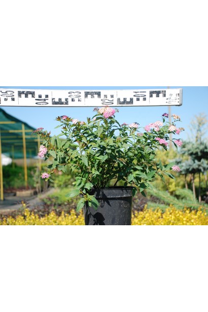 Спірея японська Широбана