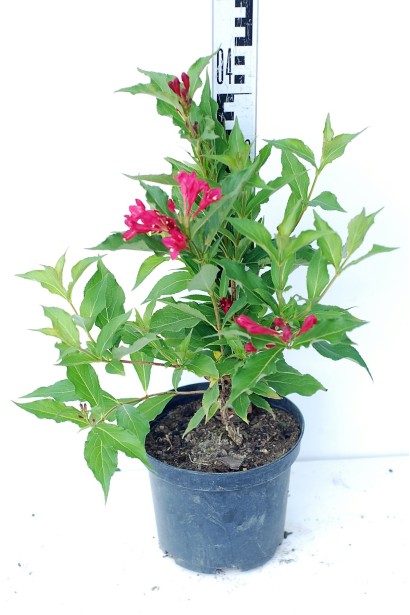 Саджанець з квітами Bristol Ruby висота 30-40 см