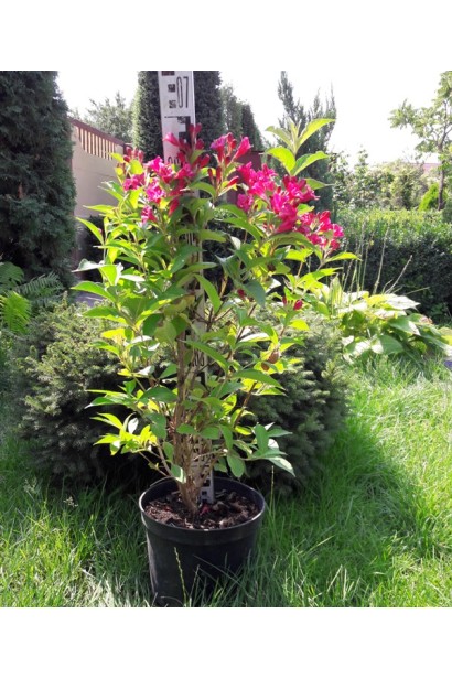 Вейгела квітуча  Bristol Ruby висота 60-70 см