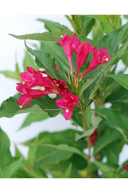 Вейгела Брістол Рубі великі дзвіночки рубінового кольору