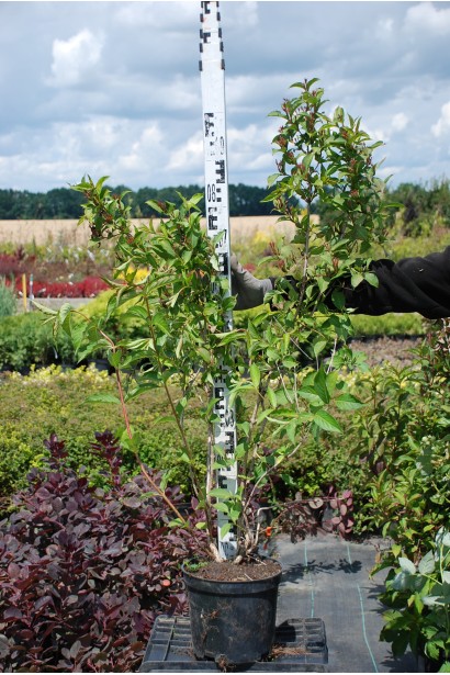 Weigela Bristol Ruby в садовому центрі