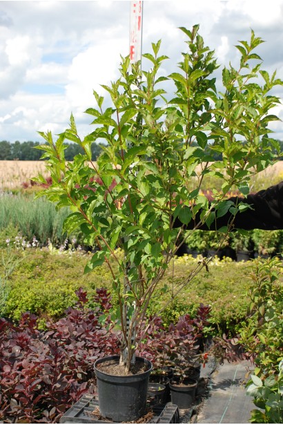 Вейгела Брістол Рубі саджанець 100-110 см