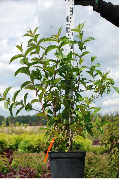 Вейгела Брістол Рубі контейнер 5л висота 60-80 см