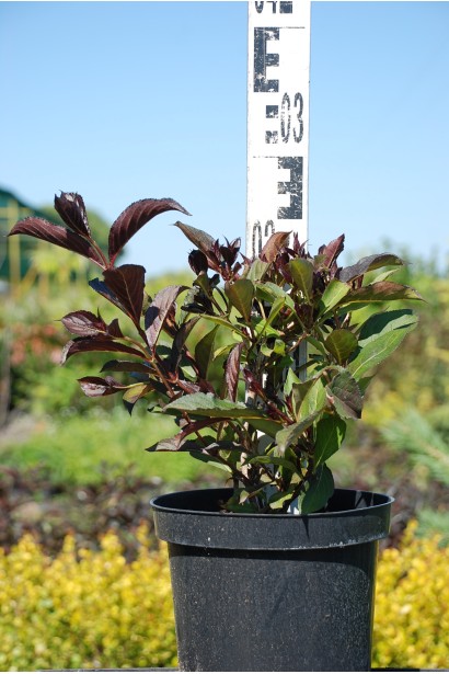 Вейгела Вино і троянди контейнер С3 