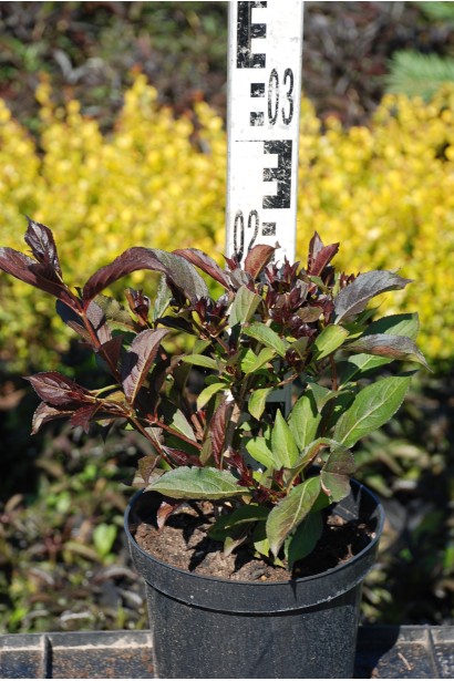 Вейгела квітуча Олександра контейнер 3 л, висота 10-20 см