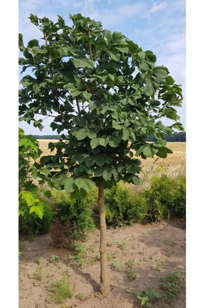 Каштан дикий 