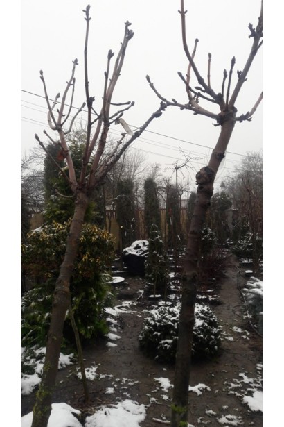 Каштан кінський на штамбі взимку 