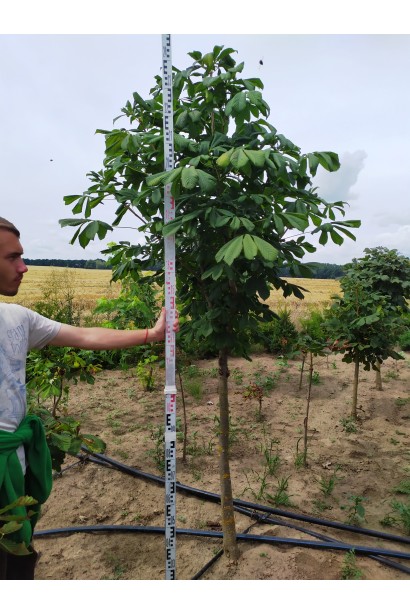 Каштан кінський