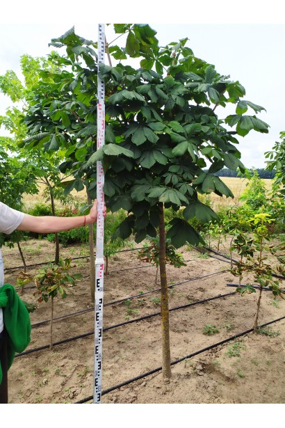 Гіркокаштан в розсаднику