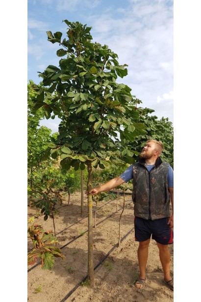 Гіркокаштан звичайний в розсаднику на полі