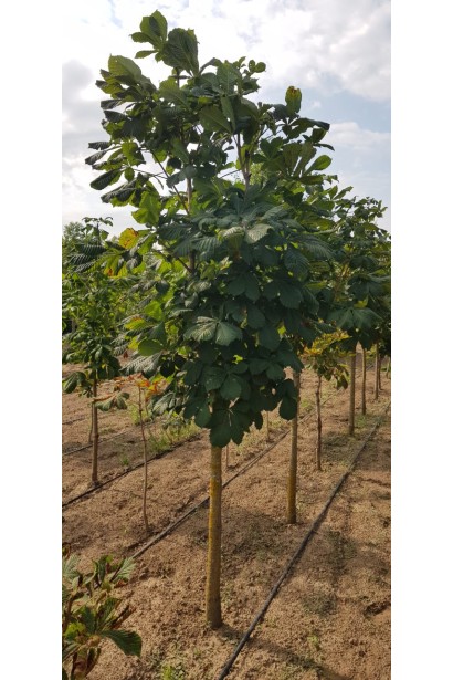 Горіх кінський 