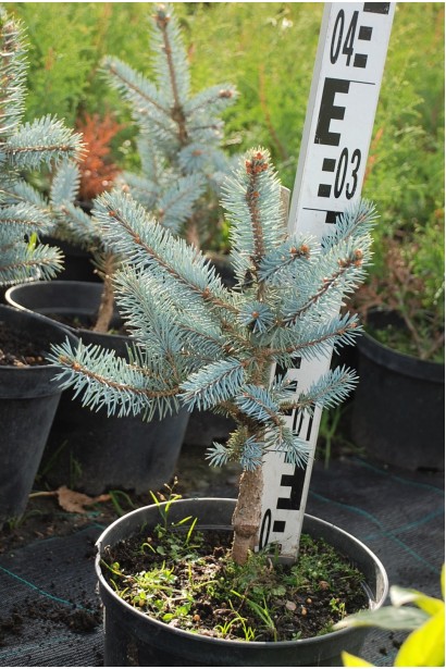 Ялина колюча Омега саджанець 25-35 см