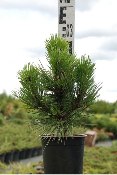 Pinus heldreichii Compact Gem – карликовая сосна для посадки в контейнерах.