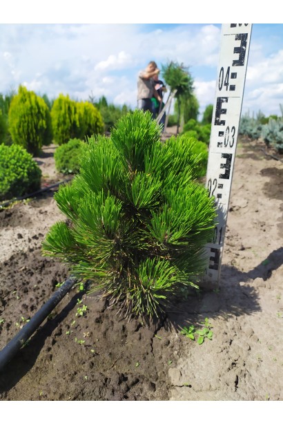 Сосна Гельдрейха / белокорая Компакт Джем