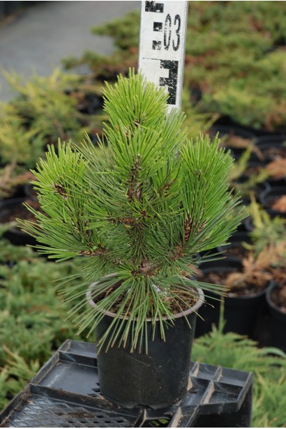 Сосна белокорая Компакт Джем – небольшая сосна с идеальной округлой формой.