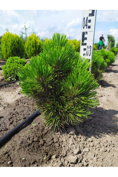 Сосна Гельдрейха Компакт Джем – низкорослая форма с плотной кроной.