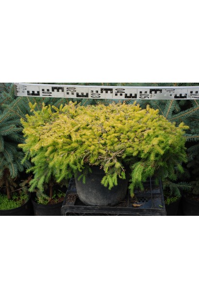 Ялина європейська Vermont Gold саджанець 10 л