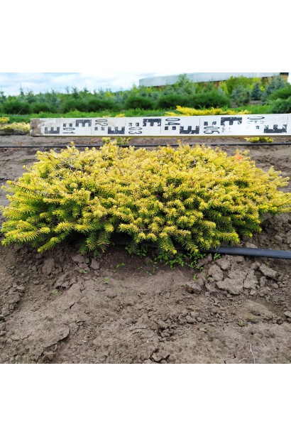 Ялина гніздовидна Вермонт Голд д