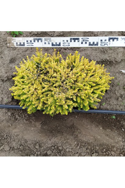 Ялина звичайна Вермонт Голд діаметр крони 40-50 см