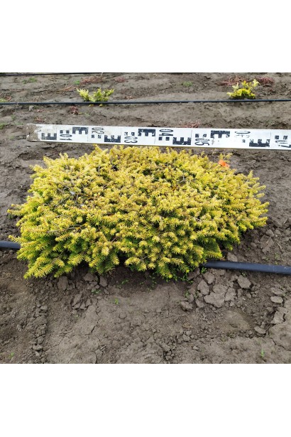 Ялина європейська Вермонт Голд діаметр 50-60 см