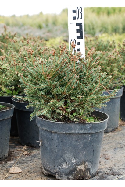Ялина звичайна Віллс Цверг в горщику 3 л 20-25 см