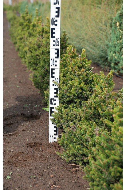 Ялина європейська Will’s Zwerg