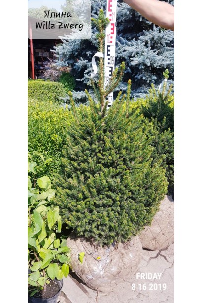 Ялина звичайна Віллс Цверг з комом