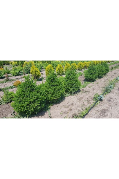 Ялина європейська Віллс Цверг в полі