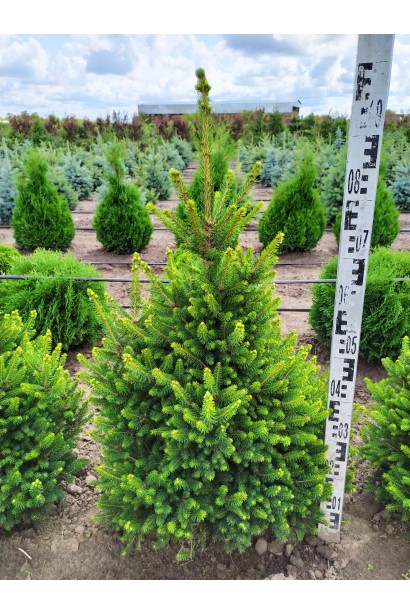 Ялина звичайна Віллс Цверг 80-100 см