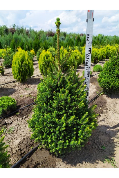 Ялина європейська Віллс Цверг 90-110 см