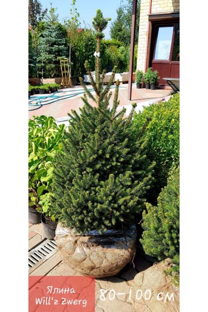 Ялина звичайна Віллс Цверг ком в мішковині