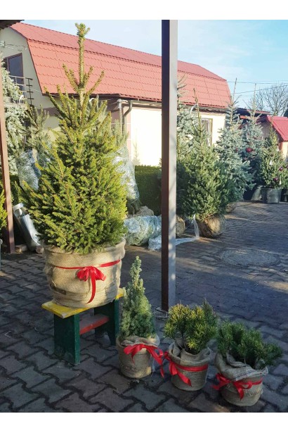 Жива новорічна ялинка Віллс Цверг