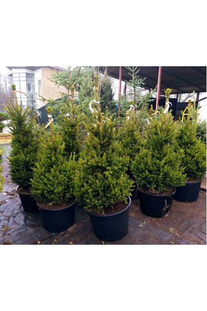 Жива різдвяна ялинка Вілс Цверг в