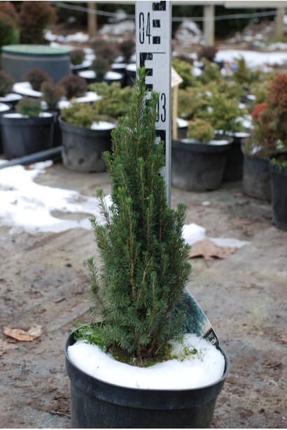 Ялина канадська Цукерхут саджанець 30-40 см