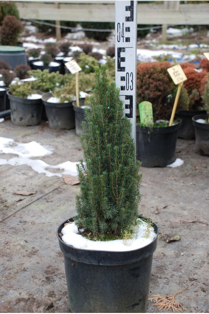 Ялина біла Цукерхут контейнер 3 л 25-35 см