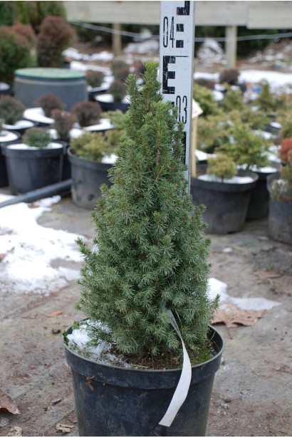 Picea Zuckerhut