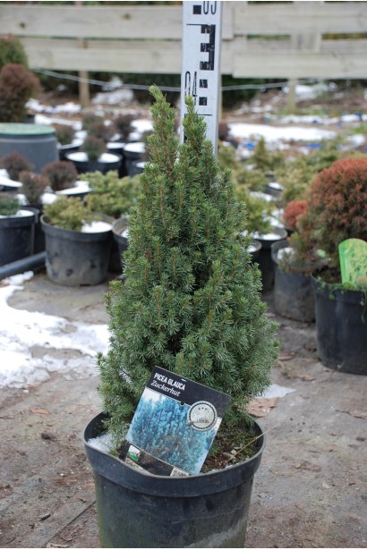 Ялина канадська Цукерхут в горщику 5 л 30-40 см