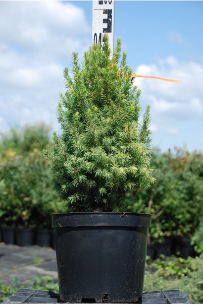 Ялина канадська Дейзі Уайт в горщику 3 л 35-45 см