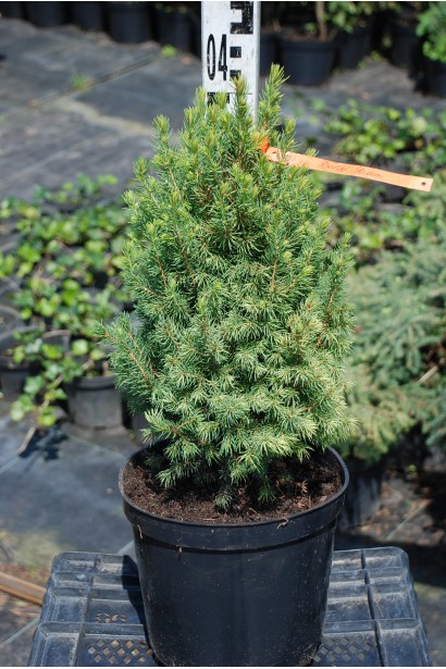 Ялина канадська Дейзі Уайт в контейнері 30-40 см