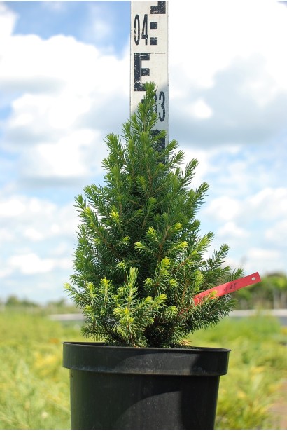 Ялина канадська Дейзі Уайт контейнер 3 л 30-40 см