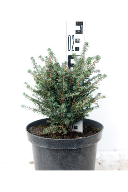 Ель сербская Карел контейнер 3 л 15-20 см